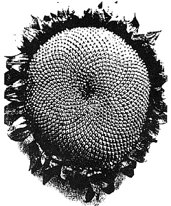 Иллюстрация к книге — Число Бога. Золотое сечение – формула мироздания [_171.jpg]