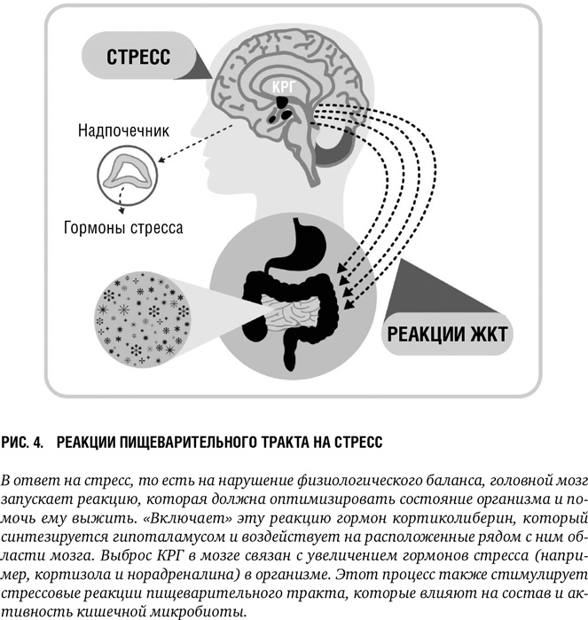 Иллюстрация к книге — Второй мозг: Как микробы в кишечнике управляют нашим настроением, решениями и здоровьем [i_005.jpg]