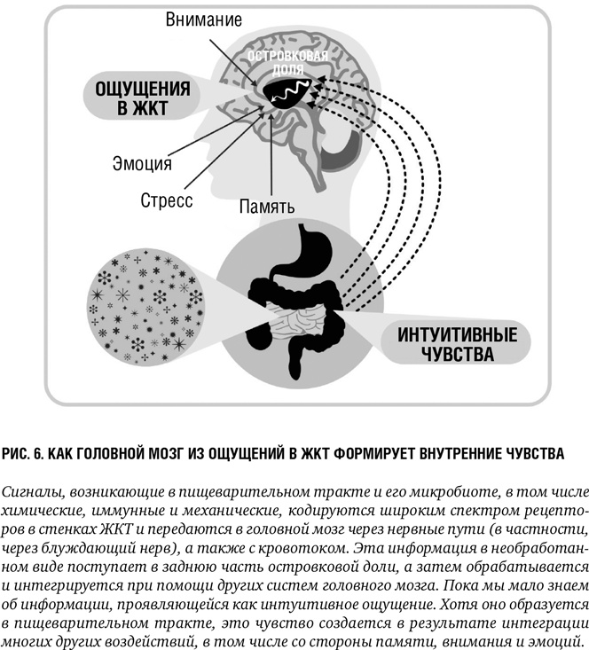 Иллюстрация к книге — Второй мозг: Как микробы в кишечнике управляют нашим настроением, решениями и здоровьем [i_007.jpg]