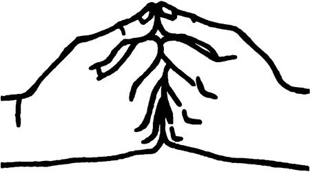 Иллюстрация к книге — Большая книга мудр. Йога для пальцев, которая даст здоровье, деньги и удачу [_197.jpg]