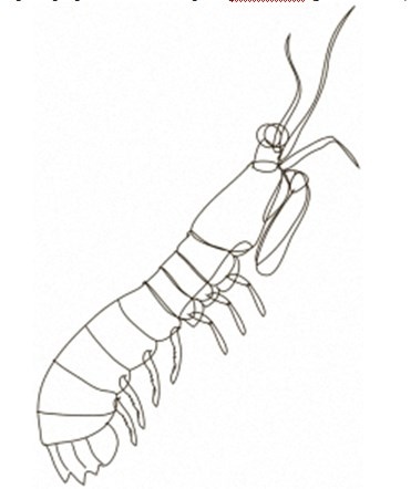 Иллюстрация к книге — Преломление. Наука видеть иначе [i_011.jpg]