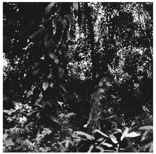 Иллюстрация к книге — Преломление. Наука видеть иначе [i_023.jpg]