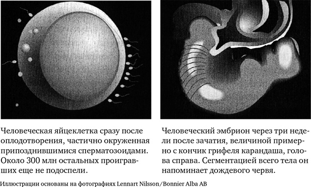 Иллюстрация к книге — Миллиарды и миллиарды. Размышления о жизни и смерти на рубеже тысячелетий [i_021.jpg]