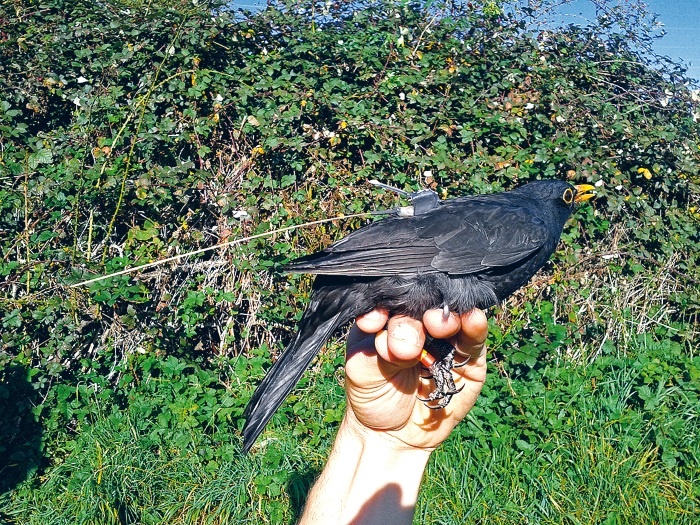 Иллюстрация к книге — Интернет животных [i_001.jpg]