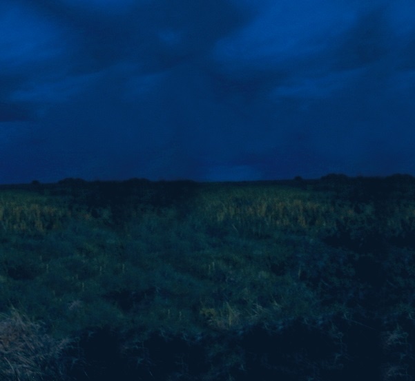 Иллюстрация к книге — Интернет животных [i_004.jpg]