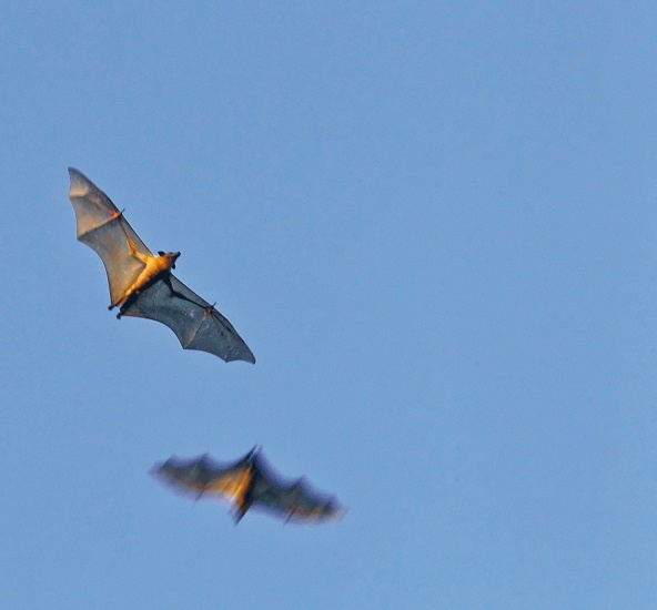 Иллюстрация к книге — Интернет животных [i_008.jpg]