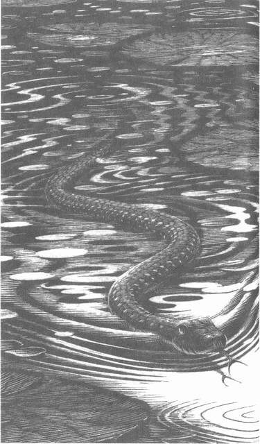 Иллюстрация к книге — Занимательное волноведение. Волнения и колебания вокруг нас [i_018.jpg]