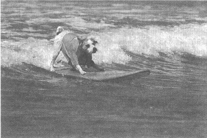 Иллюстрация к книге — Занимательное волноведение. Волнения и колебания вокруг нас [i_021.jpg]