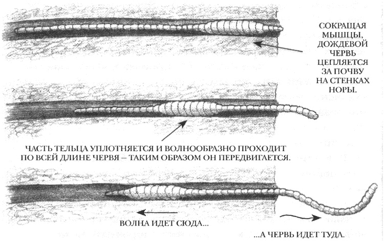 Иллюстрация к книге — Занимательное волноведение. Волнения и колебания вокруг нас [i_023.jpg]