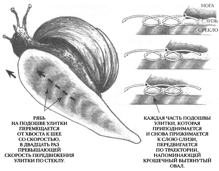 Иллюстрация к книге — Занимательное волноведение. Волнения и колебания вокруг нас [i_026.jpg]