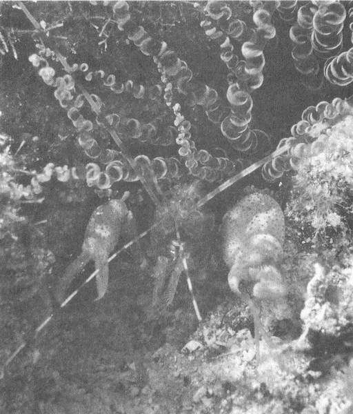 Иллюстрация к книге — Занимательное волноведение. Волнения и колебания вокруг нас [i_079.jpg]