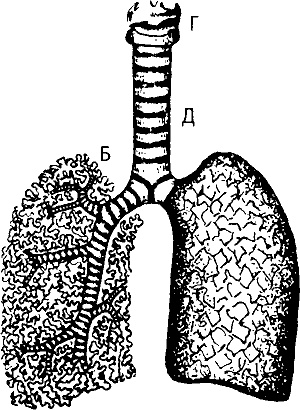 Иллюстрация к книге — Занимательная физиология [i_010.jpg]