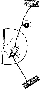 Иллюстрация к книге — Занимательная физиология [i_029.jpg]