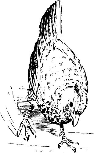 Иллюстрация к книге — Занимательная физиология [i_030.jpg]