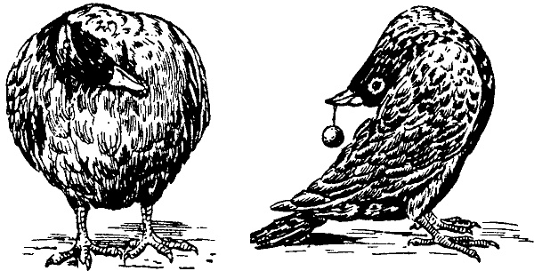 Иллюстрация к книге — Занимательная физиология [i_042.jpg]