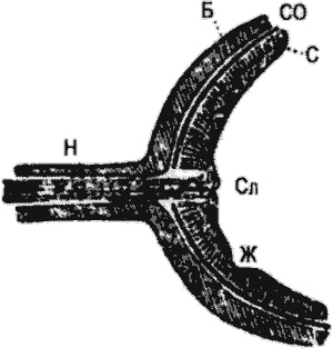 Иллюстрация к книге — Занимательная физиология [i_046.jpg]