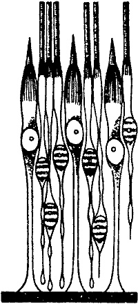 Иллюстрация к книге — Занимательная физиология [i_047.jpg]