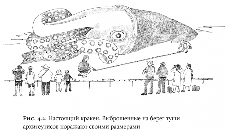 Иллюстрация к книге — Люди и звери. Мифы и реальность [i_016.jpg]