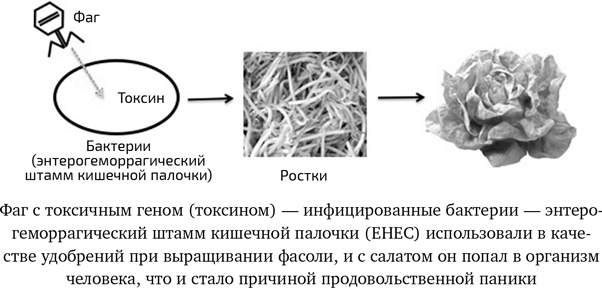 Иллюстрация к книге — Вирусы. Скорее друзья, чем враги [i_023.jpg]