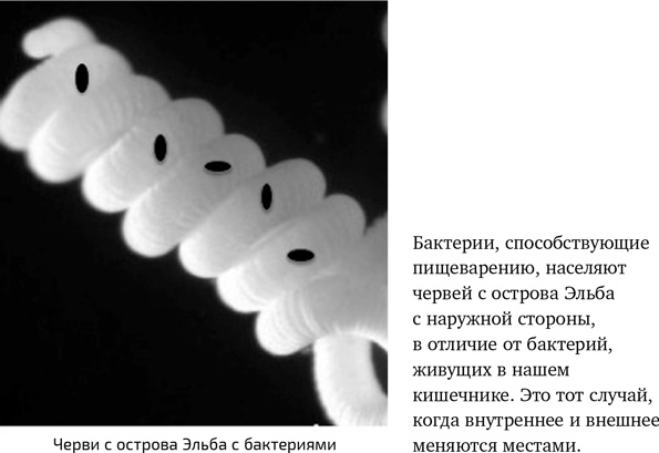 Иллюстрация к книге — Вирусы. Скорее друзья, чем враги [i_024.jpg]