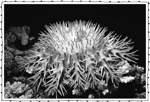 Иллюстрация к книге — Книга о самых невообразимых животных. Бестиарий XXI века [i_019.jpg]