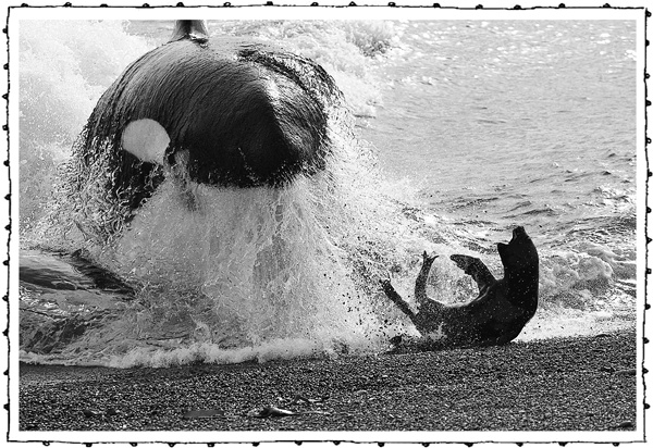 Иллюстрация к книге — Книга о самых невообразимых животных. Бестиарий XXI века [i_024.jpg]