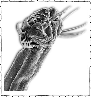 Иллюстрация к книге — Книга о самых невообразимых животных. Бестиарий XXI века [i_032.jpg]
