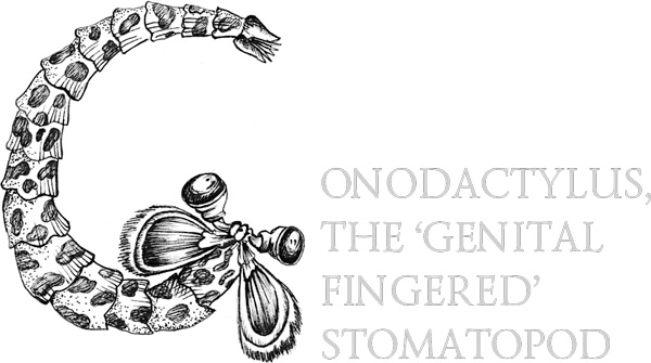 Иллюстрация к книге — Книга о самых невообразимых животных. Бестиарий XXI века [i_036.jpg]