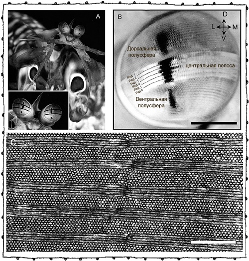 Иллюстрация к книге — Книга о самых невообразимых животных. Бестиарий XXI века [i_037.jpg]