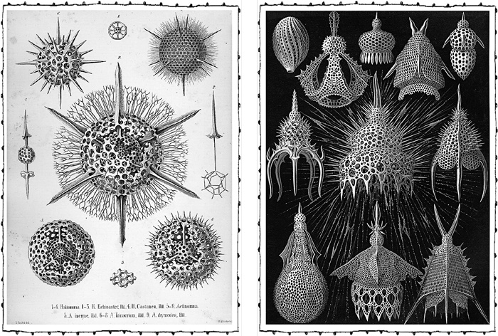 Иллюстрация к книге — Книга о самых невообразимых животных. Бестиарий XXI века [i_045.jpg]
