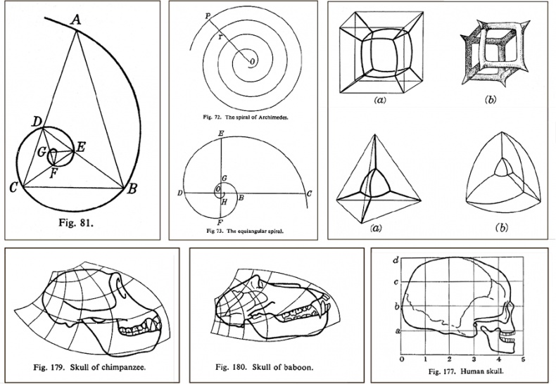 Иллюстрация к книге — Книга о самых невообразимых животных. Бестиарий XXI века [i_046.jpg]