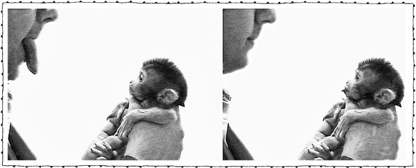 Иллюстрация к книге — Книга о самых невообразимых животных. Бестиарий XXI века [i_051.jpg]