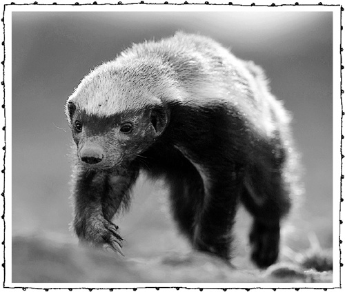 Иллюстрация к книге — Книга о самых невообразимых животных. Бестиарий XXI века [i_054.jpg]