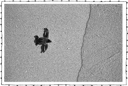 Иллюстрация к книге — Книга о самых невообразимых животных. Бестиарий XXI века [i_057.jpg]