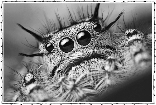 Иллюстрация к книге — Книга о самых невообразимых животных. Бестиарий XXI века [i_061.jpg]