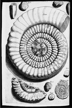 Иллюстрация к книге — Книга о самых невообразимых животных. Бестиарий XXI века [i_064.jpg]