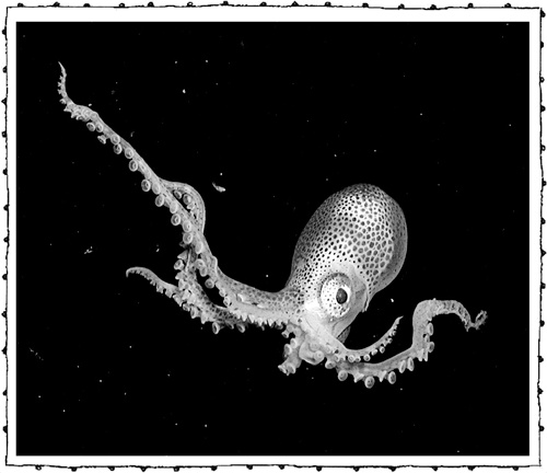 Иллюстрация к книге — Книга о самых невообразимых животных. Бестиарий XXI века [i_071.jpg]