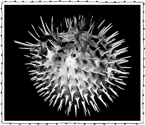 Иллюстрация к книге — Книга о самых невообразимых животных. Бестиарий XXI века [i_076.jpg]