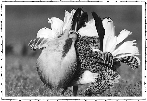 Иллюстрация к книге — Книга о самых невообразимых животных. Бестиарий XXI века [i_080.jpg]