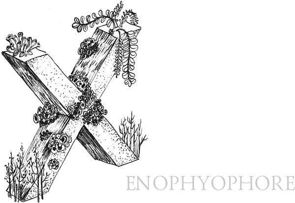 Иллюстрация к книге — Книга о самых невообразимых животных. Бестиарий XXI века [i_106.jpg]