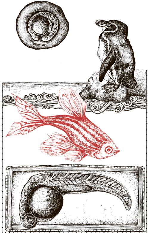 Иллюстрация к книге — Книга о самых невообразимых животных. Бестиарий XXI века [i_113.jpg]