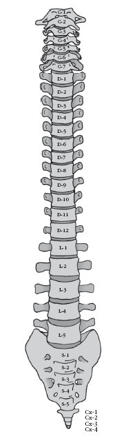 Иллюстрация к книге — Диагностика и лечение позвоночника. Уникальная система доктора А. М. Уриа [i_006.jpg]