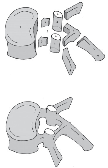 Иллюстрация к книге — Диагностика и лечение позвоночника. Уникальная система доктора А. М. Уриа [i_009.jpg]