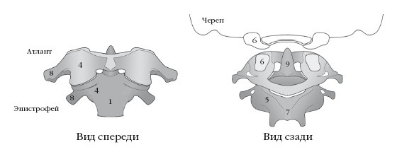Иллюстрация к книге — Диагностика и лечение позвоночника. Уникальная система доктора А. М. Уриа [i_010.jpg]
