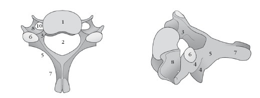Иллюстрация к книге — Диагностика и лечение позвоночника. Уникальная система доктора А. М. Уриа [i_011.jpg]
