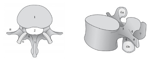 Иллюстрация к книге — Диагностика и лечение позвоночника. Уникальная система доктора А. М. Уриа [i_013.jpg]