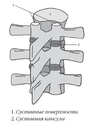 Иллюстрация к книге — Диагностика и лечение позвоночника. Уникальная система доктора А. М. Уриа [i_031.jpg]