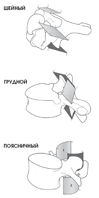 Иллюстрация к книге — Диагностика и лечение позвоночника. Уникальная система доктора А. М. Уриа [i_033.jpg]