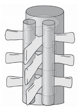 Иллюстрация к книге — Диагностика и лечение позвоночника. Уникальная система доктора А. М. Уриа [i_034.jpg]
