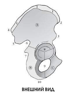 Иллюстрация к книге — Диагностика и лечение позвоночника. Уникальная система доктора А. М. Уриа [i_068.jpg]